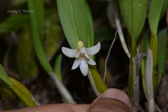 Flickingeria nodosa